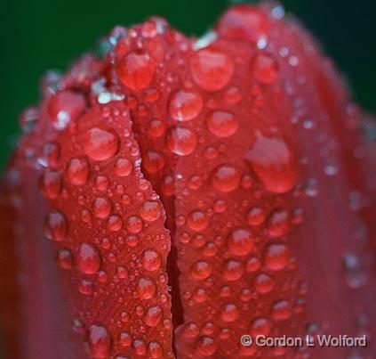 Wet Tulip_49231.jpg - Photographed near Carleton Place, Ontario, Canada.